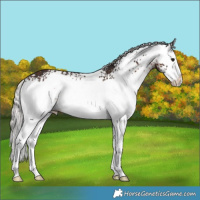 Horse Color:White Spotted Silver Brown Splash Rabicano 