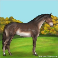 Horse Color:Liver Chestnut Sabino Rabicano