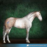 Horse Color:Gray Buckskin Sabino Rabicano 