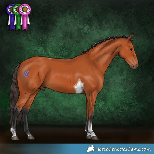 Horse Color:Bay Tobiano 