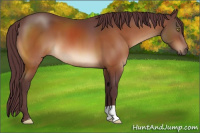 Horse Color:Chocolate Bay 