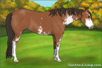 Horse Color:Bay Sabino 