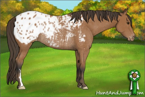 Horse Color:Bay Appaloosa Rabicano 