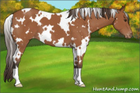 Horse Color:White Spotted Bay Appaloosa 