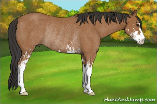 Horse Color:Bay Sabino Rabicano 