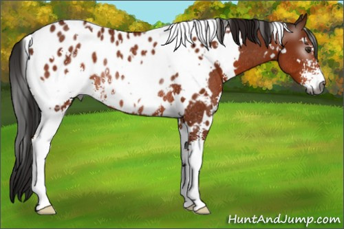 Horse Color:Gray White Spotted Bay Sabino Appaloosa Rabicano 
