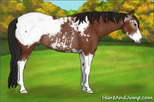 Horse Color:Gray Bay Sabino Appaloosa Rabicano 