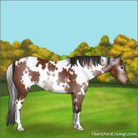 Horse Color:Gray White Spotted Bay Appaloosa 
