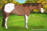 Horse Color:Bay Sabino Appaloosa Rabicano 