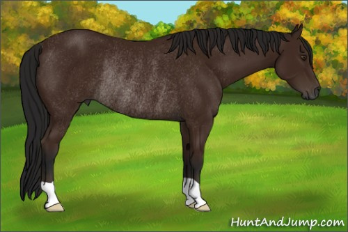 Horse Color:Gray Bay Rabicano 