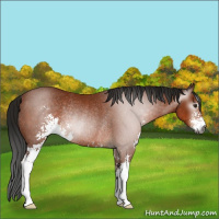Horse Color:Gray Bay Sabino Rabicano 