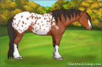 Horse Color:Bay Appaloosa 