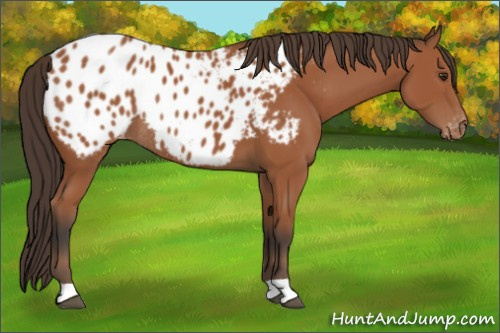 Horse Color:Bay Appaloosa Rabicano 