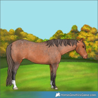 Horse Color:Bay Appaloosa 