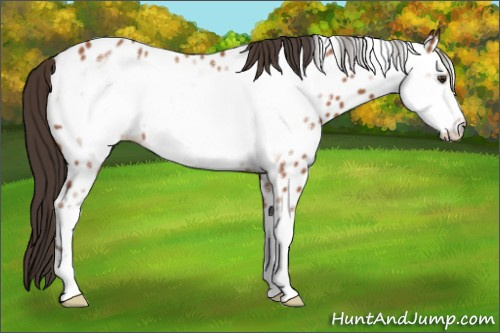 Horse Color:Bay Roan Sabino Frame Appaloosa 