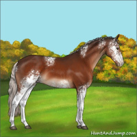 Horse Color:White Spotted Silver Brown Sabino