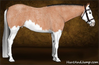 Horse Color:Bay Roan Splash