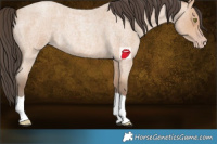 Horse Color:Amber Champagne Roan 