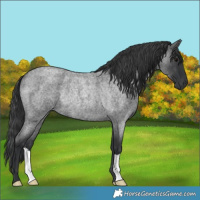 Horse Color:Blue Roan Rabicano