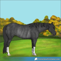 Horse Color:Black Rabicano 