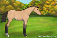 Horse Color:Bay Roan Dun 