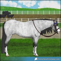 Horse Color:Blue Roan Rabicano 
