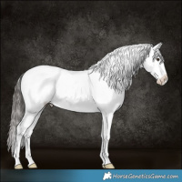 Horse Color:Liver Chestnut Blanket