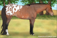 Horse Color:Bay Roan Appaloosa 