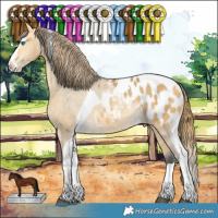 Horse Color:Buckskin Dun Splash Tobiano Appaloosa Rabicano