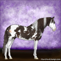 Horse Color:White Spotted Liver Chestnut Splash 