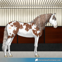 Horse Color:White Spotted Chestnut Splash Rabicano 