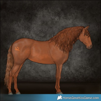 Horse Color:White Spotted Chestnut 