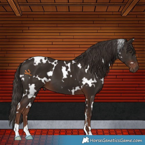 Horse Color:White Spotted Liver Chestnut 