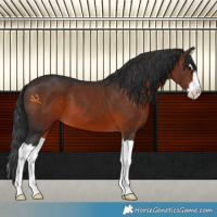 Horse Color:Brown Splash