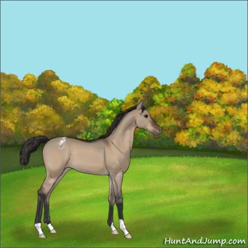 Horse Color:Bay Dun Appaloosa 