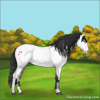 Horse Color:Brown Dun Appaloosa 