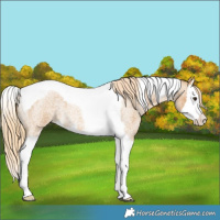 Horse Color:Palomino Roan Splash Tobiano 