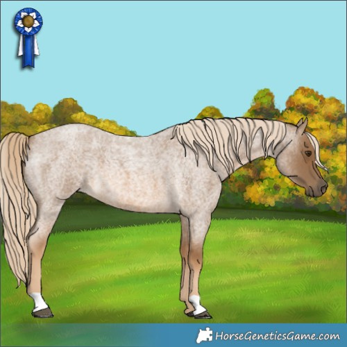Horse Color:Chocolate Palomino Roan 