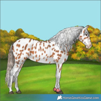 Horse Color:Bay Near Leopard 