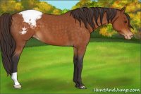 Horse Color:Buckskin Roan Varnish 