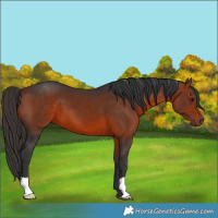 Horse Color:Bay 