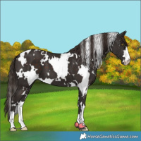 Horse Color:White Spotted Liver Chestnut 