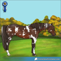 Horse Color:White Spotted Liver Chestnut 