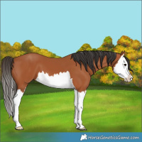 Horse Color:Bay Splash 
