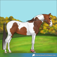 Horse Color:Bay Tobiano 