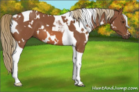 Horse Color:White Spotted Chestnut Tobiano 