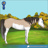Horse Color:Bay Dun Splash 