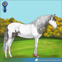 Horse Color:Black Sabino Splash Tobiano Appaloosa 