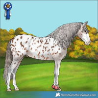 Horse Color:Bay Sabino Appaloosa