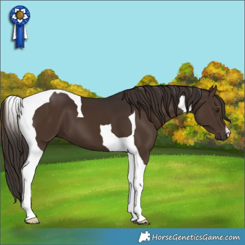 Horse Color:Liver Chestnut Tobiano 